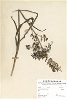 藏品(臺灣藜蘆)的圖片